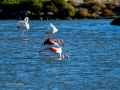 Flamenco comun - Phoenicopterus roseus - Flamenc comu