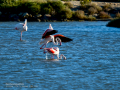 Flamenco comun - Phoenicopterus roseus - Flamenc comu