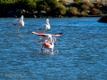 Flamenco comun - Phoenicopterus roseus - Flamenc comu