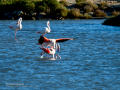 Flamenco comun - Phoenicopterus roseus - Flamenc comu