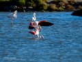Flamenco comun - Phoenicopterus roseus - Flamenc comu
