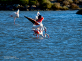 Flamenco comun - Phoenicopterus roseus - Flamenc comu
