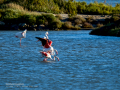 Flamenco comun - Phoenicopterus roseus - Flamenc comu