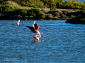 Flamenco comun - Phoenicopterus roseus - Flamenc comu