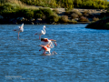 Flamenco comun - Phoenicopterus roseus - Flamenc comu
