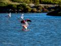 Flamenco comun - Phoenicopterus roseus - Flamenc comu