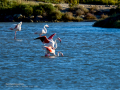 Flamenco comun - Phoenicopterus roseus - Flamenc comu