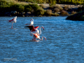 Flamenco comun - Phoenicopterus roseus - Flamenc comu