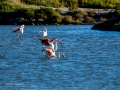 Flamenco comun - Phoenicopterus roseus - Flamenc comu