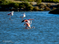 Flamenco comun - Phoenicopterus roseus - Flamenc comu