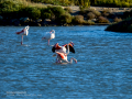 Flamenco comun - Phoenicopterus roseus - Flamenc comu