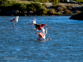 Flamenco comun - Phoenicopterus roseus - Flamenc comu
