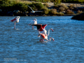 Flamenco comun - Phoenicopterus roseus - Flamenc comu