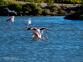 Flamenco comun - Phoenicopterus roseus - Flamenc comu