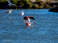 Flamenco comun - Phoenicopterus roseus - Flamenc comu