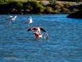 Flamenco comun - Phoenicopterus roseus - Flamenc comu