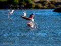 Flamenco comun - Phoenicopterus roseus - Flamenc comu