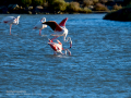 Flamenco comun - Phoenicopterus roseus - Flamenc comu