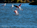 Flamenco comun - Phoenicopterus roseus - Flamenc comu