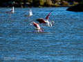 Flamenco comun - Phoenicopterus roseus - Flamenc comu