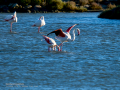 Flamenco comun - Phoenicopterus roseus - Flamenc comu