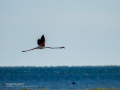 Flamenco comun - Phoenicopterus roseus - Flamenc comu