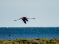 Flamenco comun - Phoenicopterus roseus - Flamenc comu