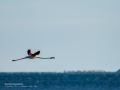 Flamenco comun - Phoenicopterus roseus - Flamenc comu