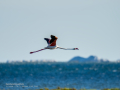 Flamenco comun - Phoenicopterus roseus - Flamenc comu