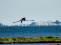 Flamenco comun - Phoenicopterus roseus - Flamenc comu