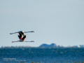 Flamenco comun - Phoenicopterus roseus - Flamenc comu