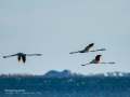 Flamenco comun - Phoenicopterus roseus - Flamenc comu