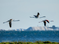 Flamenco comun - Phoenicopterus roseus - Flamenc comu