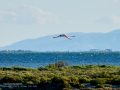 Flamenco comun - Phoenicopterus roseus - Flamenc comu