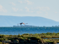 Flamenco comun - Phoenicopterus roseus - Flamenc comu