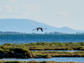 Flamenco comun - Phoenicopterus roseus - Flamenc comu