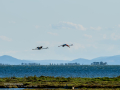 Flamenco comun - Phoenicopterus roseus - Flamenc comu