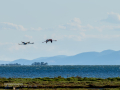 Flamenco comun - Phoenicopterus roseus - Flamenc comu