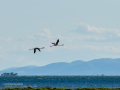Flamenco comun - Phoenicopterus roseus - Flamenc comu