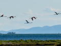 Flamenco comun - Phoenicopterus roseus - Flamenc comu