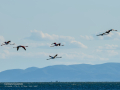 Flamenco comun - Phoenicopterus roseus - Flamenc comu