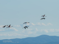 Flamenco comun - Phoenicopterus roseus - Flamenc comu