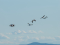 Flamenco comun - Phoenicopterus roseus - Flamenc comu