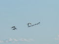 Flamenco comun - Phoenicopterus roseus - Flamenc comu