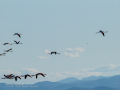 Flamenco comun - Phoenicopterus roseus - Flamenc comu