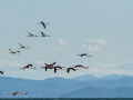 Flamenco comun - Phoenicopterus roseus - Flamenc comu