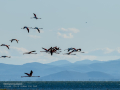 Flamenco comun - Phoenicopterus roseus - Flamenc comu
