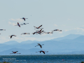 Flamenco comun - Phoenicopterus roseus - Flamenc comu