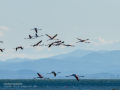 Flamenco comun - Phoenicopterus roseus - Flamenc comu