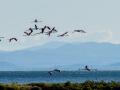 Flamenco comun - Phoenicopterus roseus - Flamenc comu